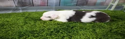 Miniature Australian Shepherd dogs for sale: Irene - Ad 3