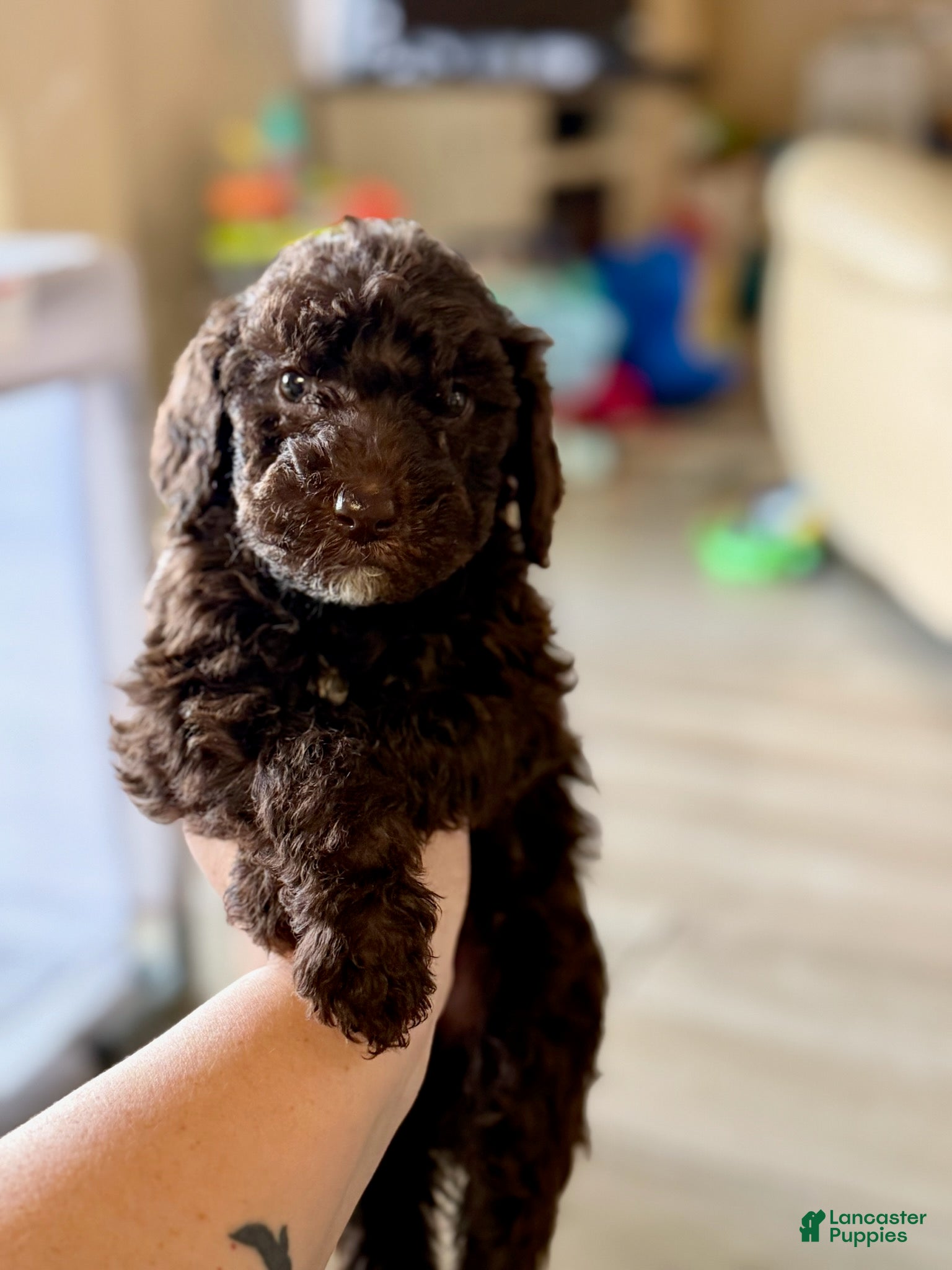 Labradoodle dogs Hershey's  - Ad 2