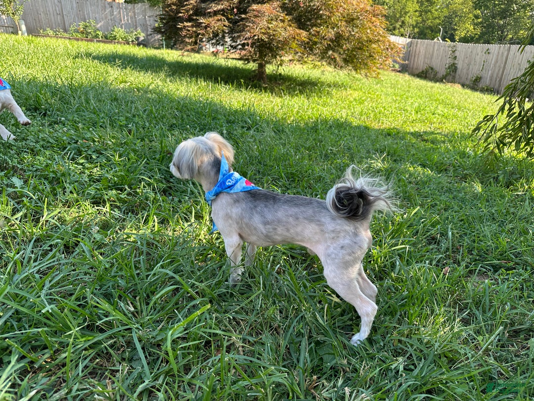 Yorkiepoo dogs for sale: Gilbert - Ad 6