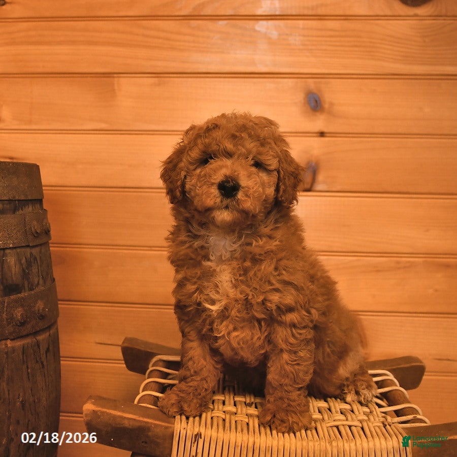 Mini Goldendoodle dogs Reese  - Ad 2
