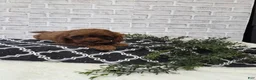 Cavapoo dogs for sale: Yogi - Ad 2