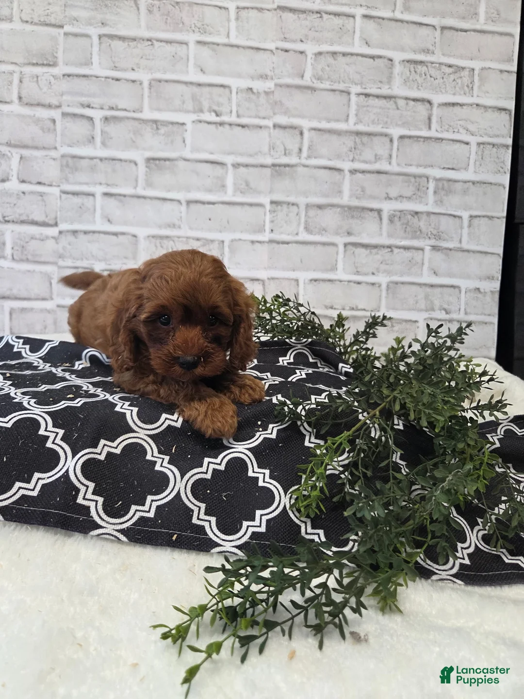 Cavapoo dogs for sale: Yogi - Ad 2