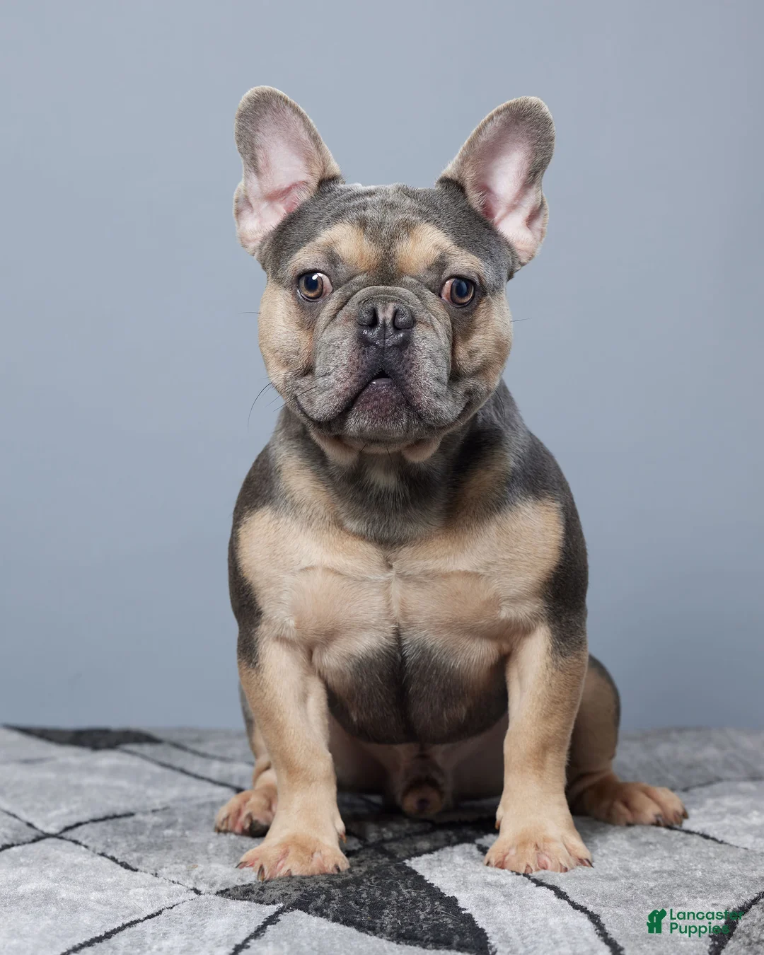 French Bulldog dogs for sale: Kurt - Ad 6