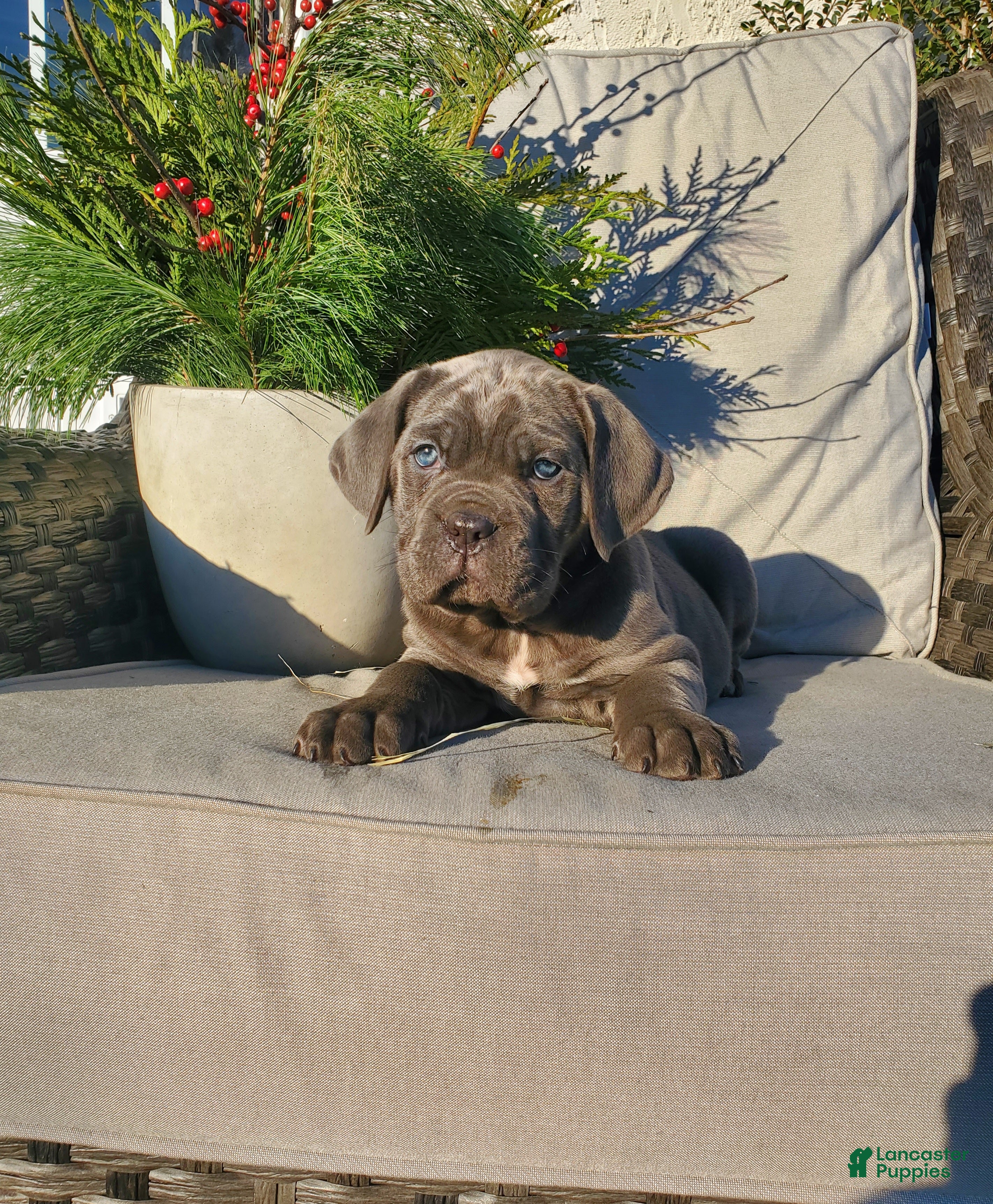 Cane Corso dogs Lola - Ad 10