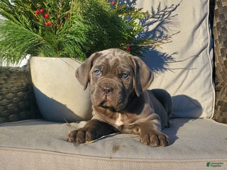 Cane Corso dogs Lola - Ad 10