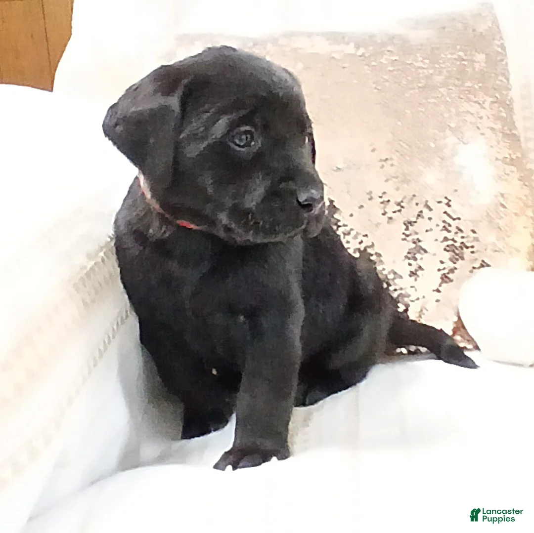 Labrador Retriever dogs for sale: CHASE - Ad 5