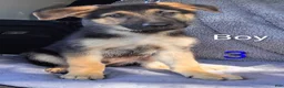 German Shepherd dogs for sale: German Shepherd 3 - Ad 2