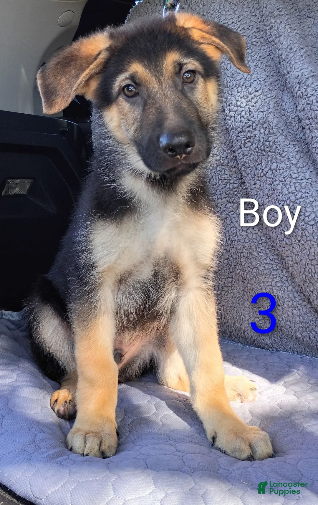 German Shepherd dogs for sale: German Shepherd 3 - Ad 2