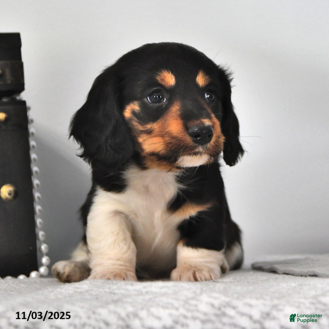 Miniature Dachshund dogs for sale: Jackson - Ad 3