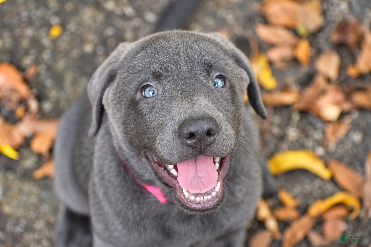 Labrador Retriever dogs Meadow - Ad 1
