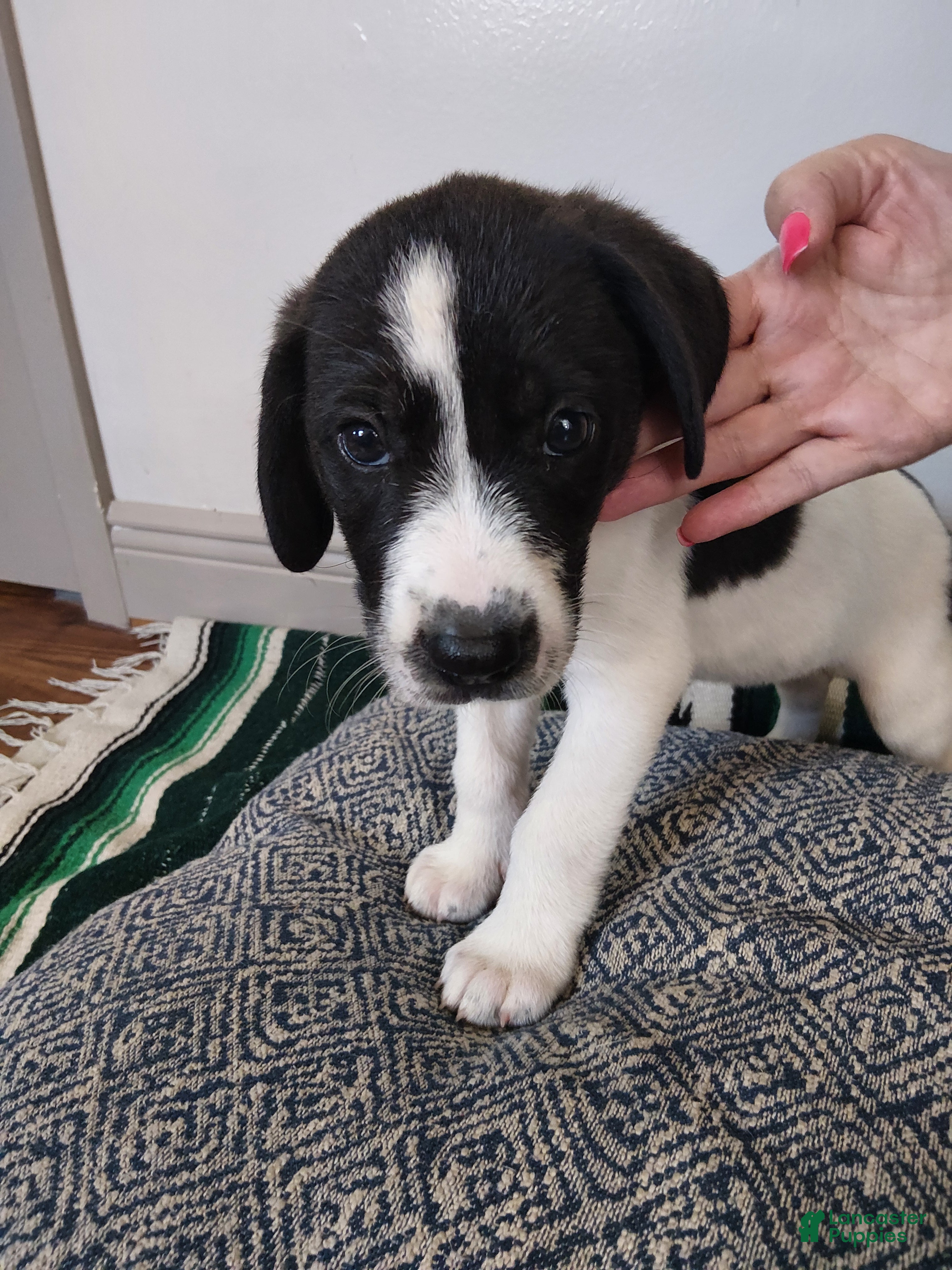 Mixed Breed dogs Hera - Ad 32