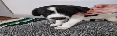 Hera