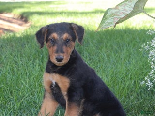 Airedale Terrier dogs - Ad 1