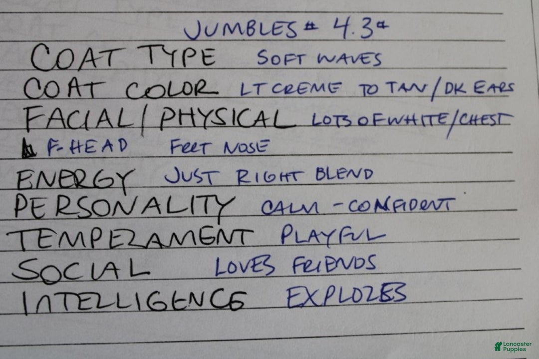 Mixed Breed dogs for sale: CavaPooChon male - JUMBLES - Ad 5