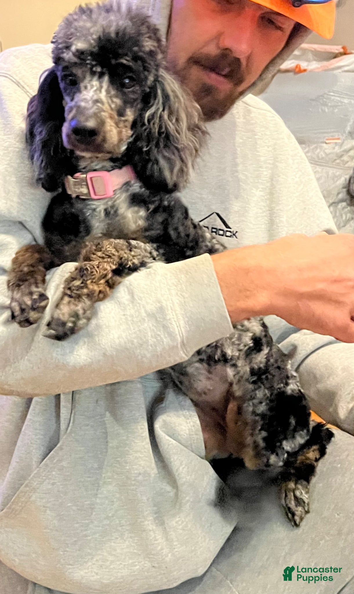 Miniature Poodle dogs Miniature Poodle Puppy 1 - Ad 2