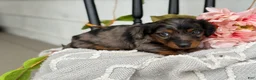 Miniature Dachshund dogs for sale: Della - Ad 4