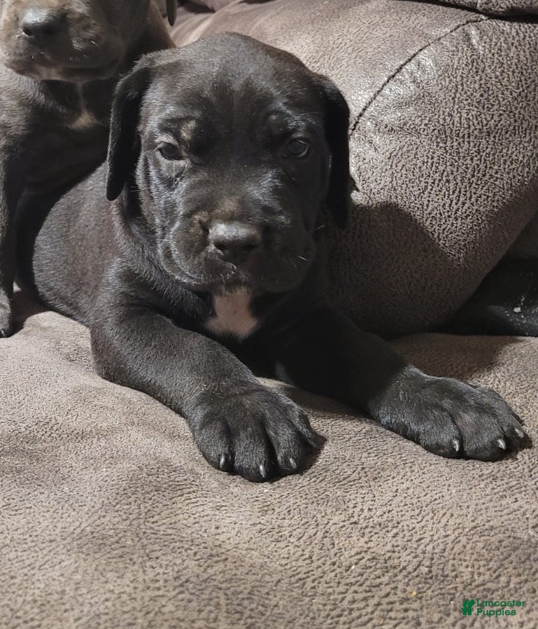 Cane Corso dogs Rigel - Ad 1