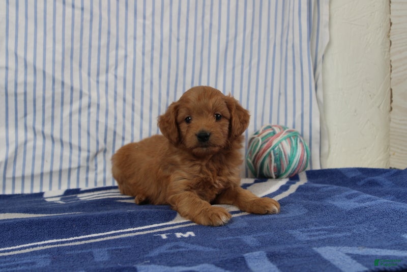 Mini Goldendoodle dogs Mario - Ad 1