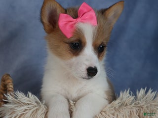 Welsh Corgi Pembroke dogs Dixie - Ad 15