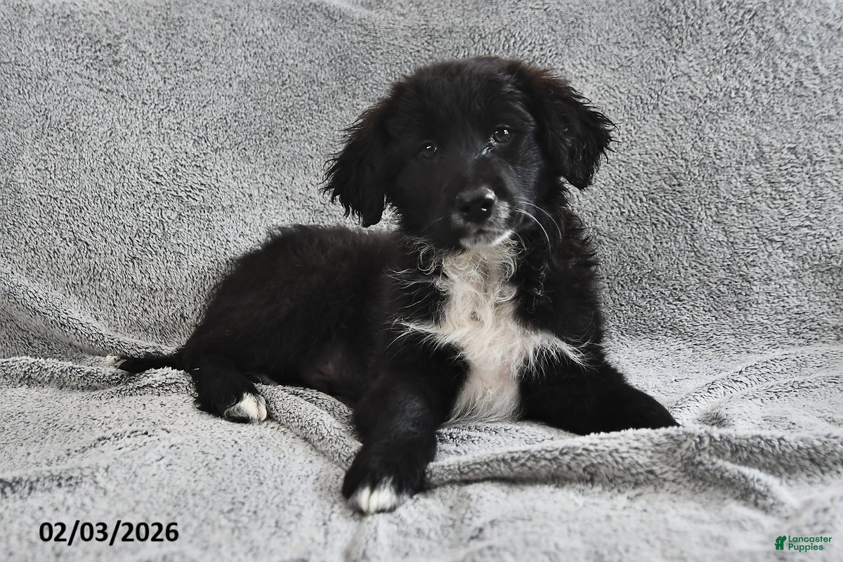 Portuguese Water Dog dogs Dimples - Ad 6