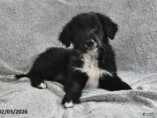 Portuguese Water Dog dogs Dimples - Ad 6