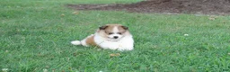 Pomeranian dogs for sale: Jasper - Ad 5