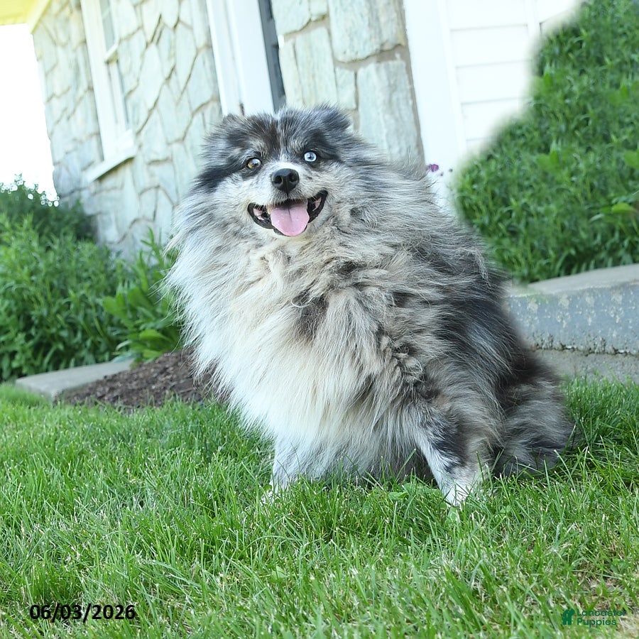 Pomsky dogs Cody - Ad 2