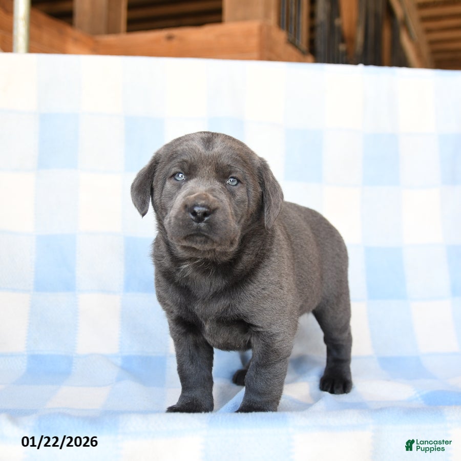 Labrador Retriever dogs Nickel - Ad 14