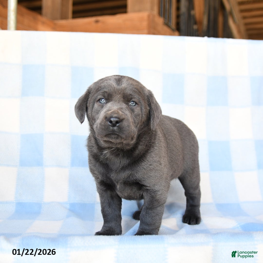 Labrador Retriever dogs for sale: Nickel - Ad 1