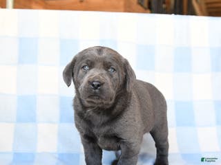 Labrador Retriever dogs Nickel - Ad 14