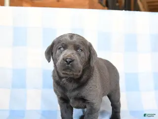 Labrador Retriever dogs Nickel - Ad 22