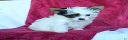 Yorkshire Terrier dogs for sale: Arthur - Ad 4