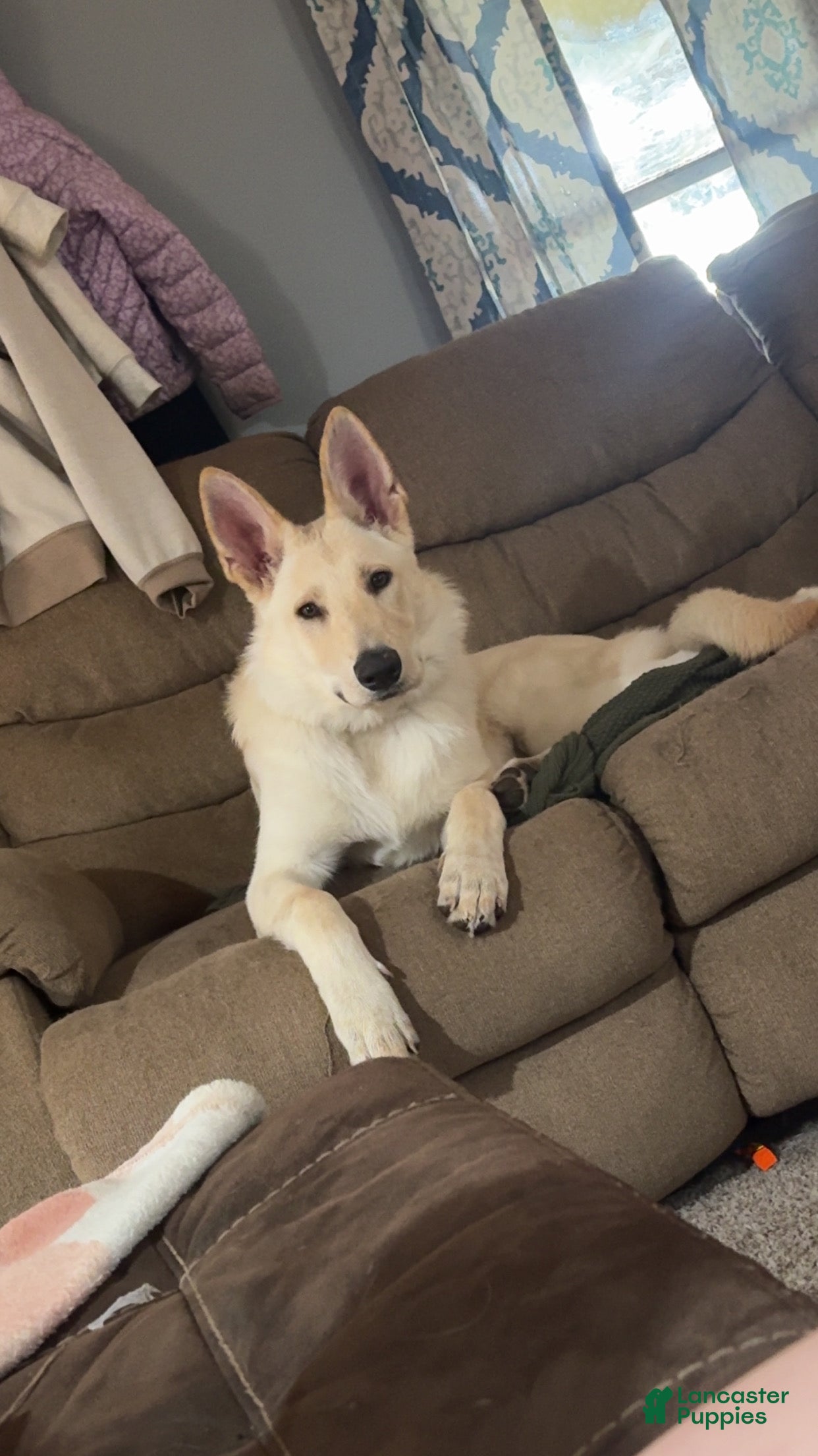 German Shepherd dogs Chief  - Ad 2