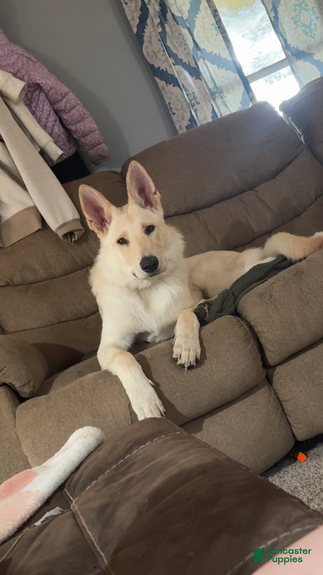 German Shepherd dogs for stud: Chief  - Ad 1