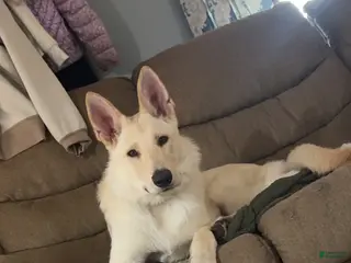 German Shepherd dogs Chief - Ad 3