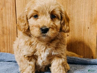 Mini Goldendoodle dogs Harriet, F1b Mini Goldendoodle - Ad 23