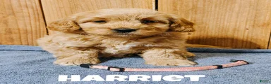Harriet, F1b Mini Goldendoodle