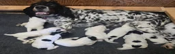 English Setter dogs for sale: English Setter 7 - Ad 2