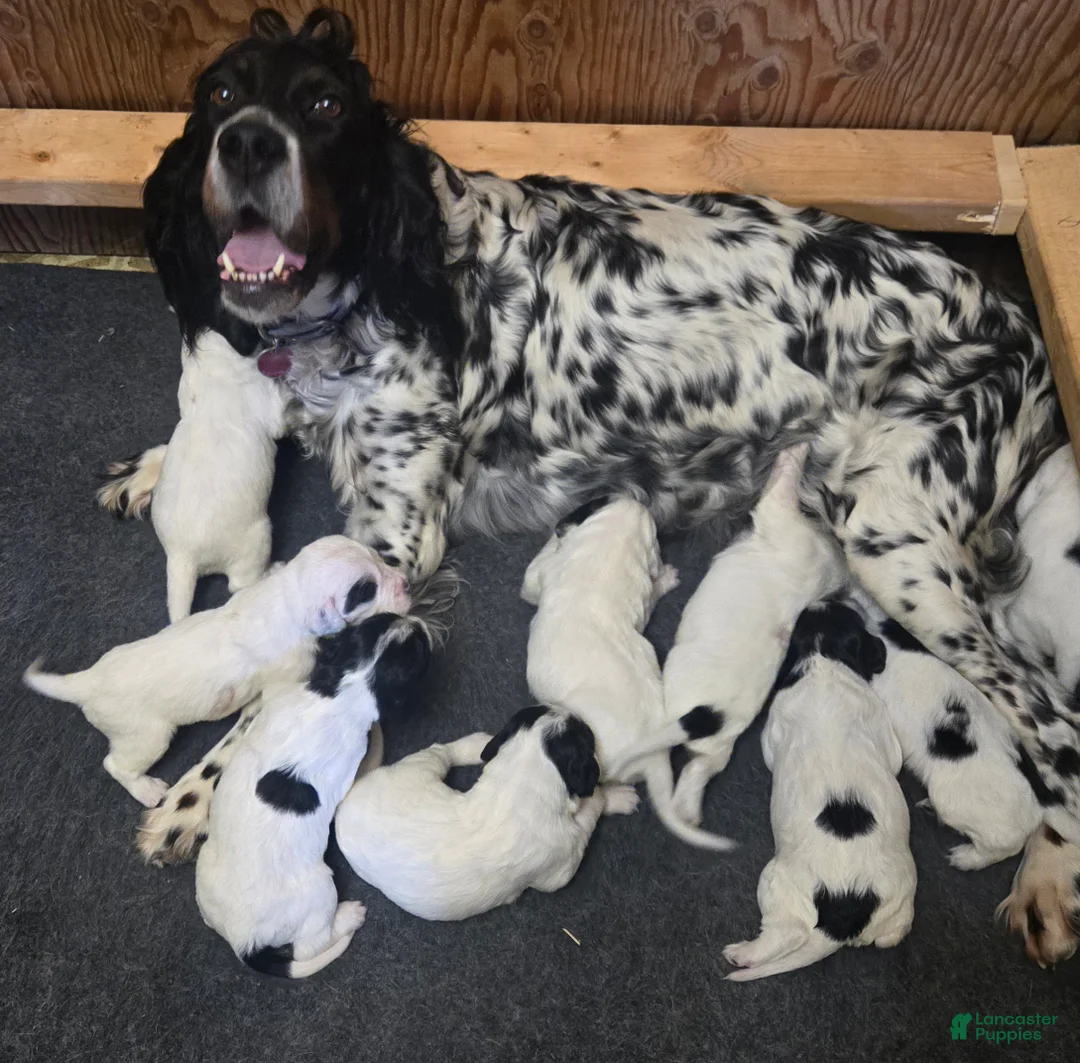English Setter dogs for sale: English Setter 7 - Ad 2