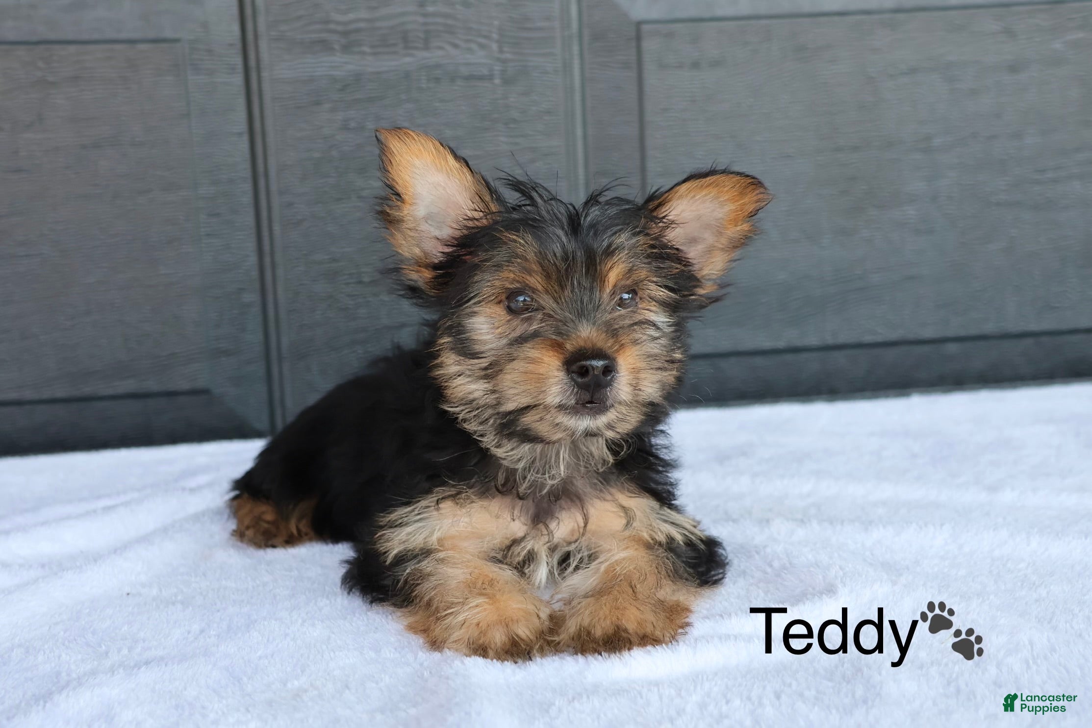 Yorkshire Terrier dogs Teddy - Ad 2