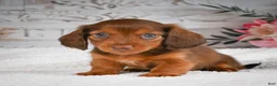 Miniature Dachshund dogs for sale: AKC-Drake - Ad 7
