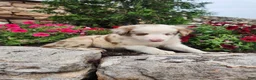 Border Collie dogs for sale: Jerry - Ad 4