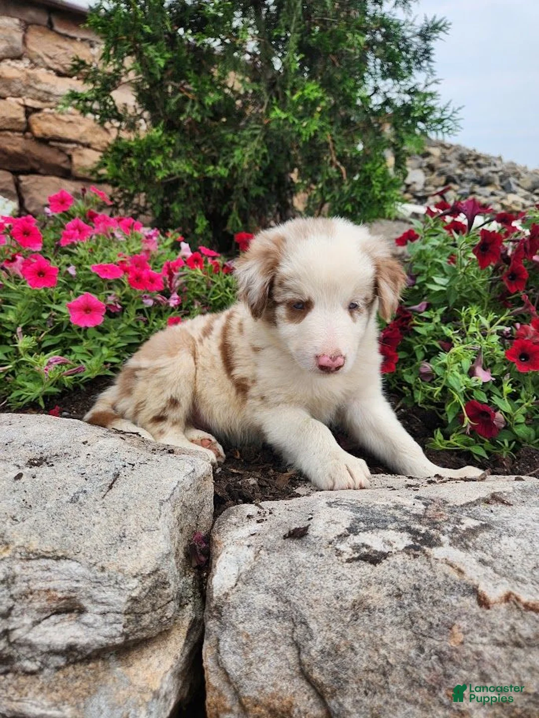 Border Collie dogs for sale: Jerry - Ad 4