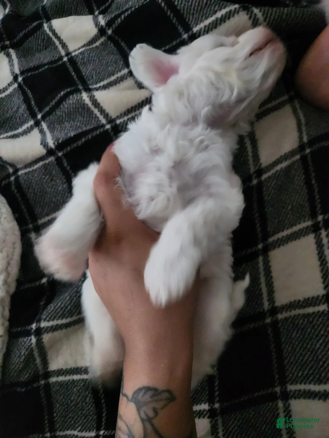 Maltipoo dogs for sale: Maltipoo Puppy 2 - Ad 4
