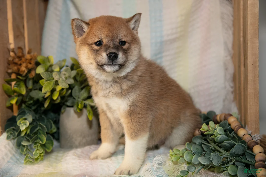 Shiba Inu dogs for sale: Faith - Ad 3