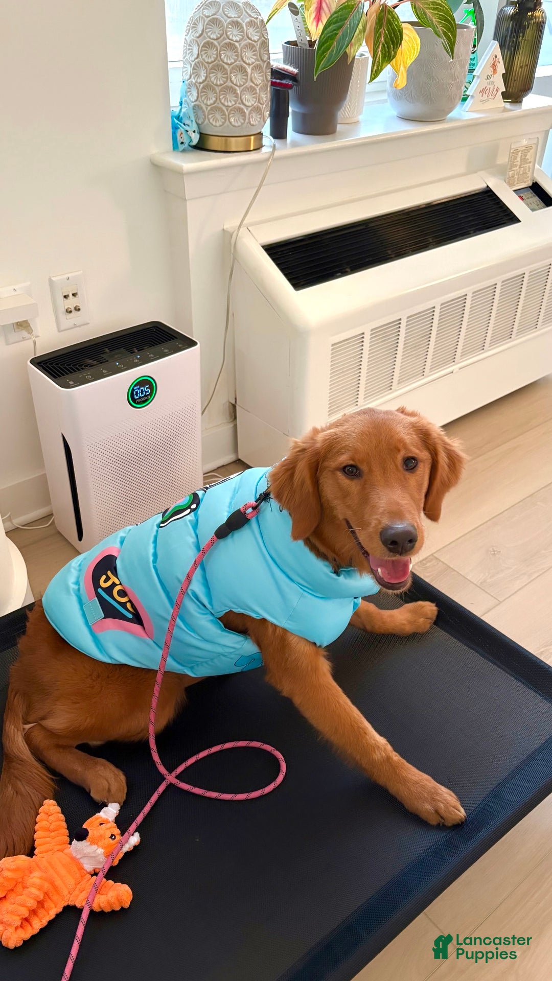 Golden Retriever dogs for sale: Golden Retriever Puppy 1 - Ad 3