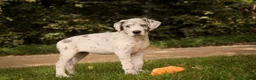 Great Dane dogs for sale: Beatrice Great Dane  - Ad 13