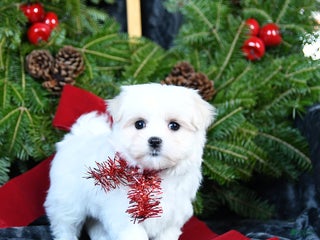 Maltese dogs Merry - Ad 36