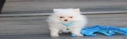 Pomeranian dogs for sale: Casper - Ad 4