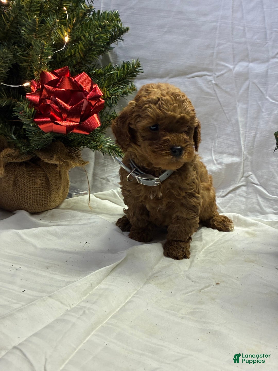 Mini Goldendoodle dogs for sale: Biscuit - Ad 2